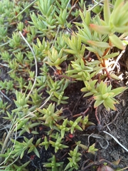 Crassula dependens