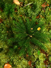 Dendroligotrichum tongariroense