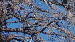 Dryobates arizonae