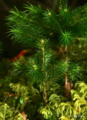 Dendroligotrichum tongariroense