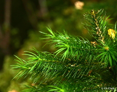 Dendroligotrichum tongariroense