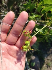Jatropha gossypiifolia