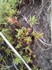 Crassula dependens