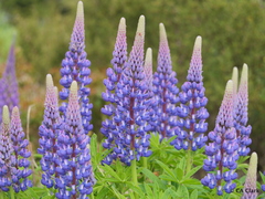 Lupinus × regalis