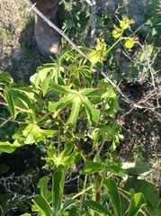 Jatropha gossypiifolia
