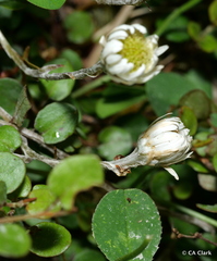 Anaphalioides