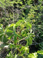 Jatropha gossypiifolia