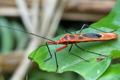 Macrocheraia grandis