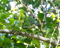 Ailuroedus maculosus