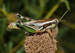 Phaedrotettix palmeri