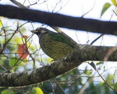 Ailuroedus maculosus