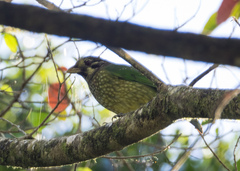 Ailuroedus maculosus