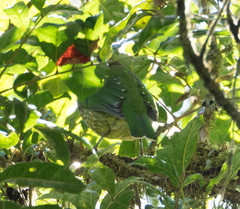 Ailuroedus maculosus