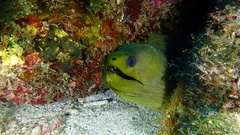 Gymnothorax funebris