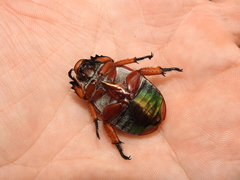 Anoplognathina