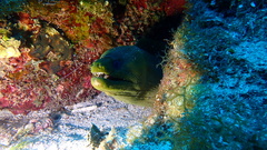 Gymnothorax funebris