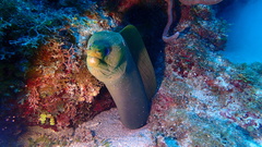 Gymnothorax funebris