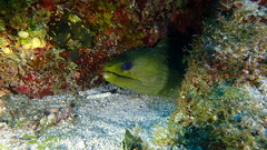 Gymnothorax funebris