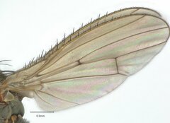 Heleomyzinae