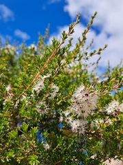 Kunzea ambigua
