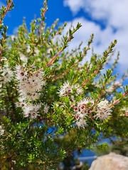 Kunzea ambigua