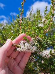 Kunzea ambigua