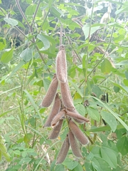 Crotalaria pallida