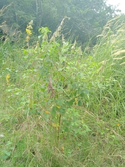 Crotalaria pallida