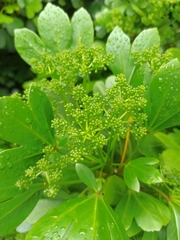 Pseudopanax crassifolius × lessonii