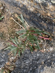 Lewisia pygmaea