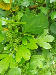 Pseudopanax crassifolius × lessonii
