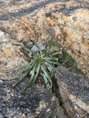 Lewisia pygmaea