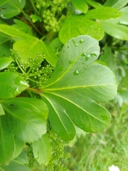 Pseudopanax crassifolius × lessonii