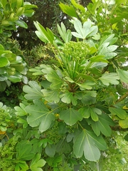 Pseudopanax crassifolius × lessonii