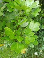 Pseudopanax crassifolius × lessonii