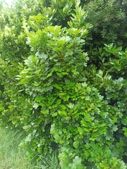 Pseudopanax crassifolius × lessonii