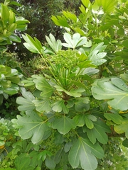 Pseudopanax crassifolius × lessonii