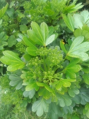 Pseudopanax crassifolius × lessonii