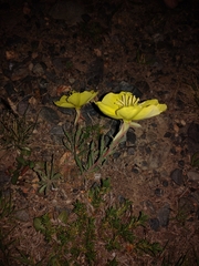 Oenothera affinis
