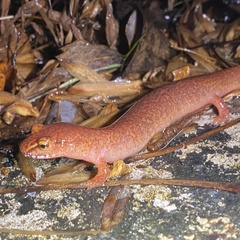 Gyrinophilus porphyriticus