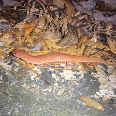 Gyrinophilus porphyriticus