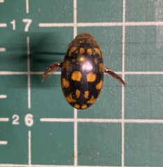 Thermonectus marmoratus