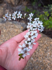 Leptospermum