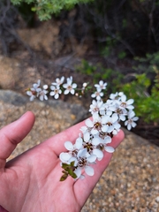 Leptospermum
