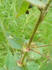 Desmodium tortuosum
