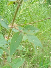 Desmodium tortuosum