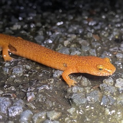 Gyrinophilus porphyriticus