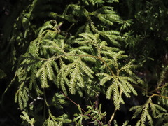 Lycopodium volubile