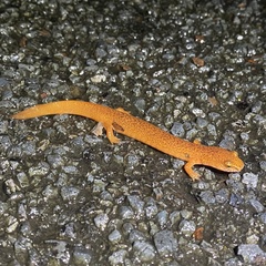 Gyrinophilus porphyriticus