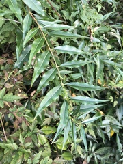 Periploca sepium